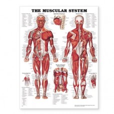 Muscular Chart