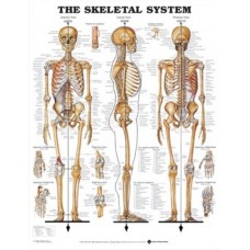 Skeletal Chart